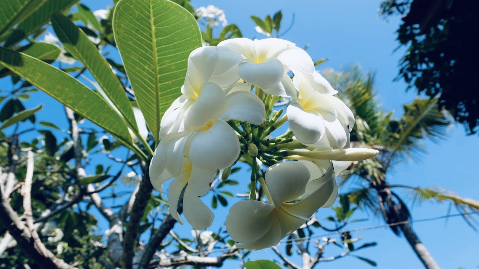 22 Frangipani.jpg